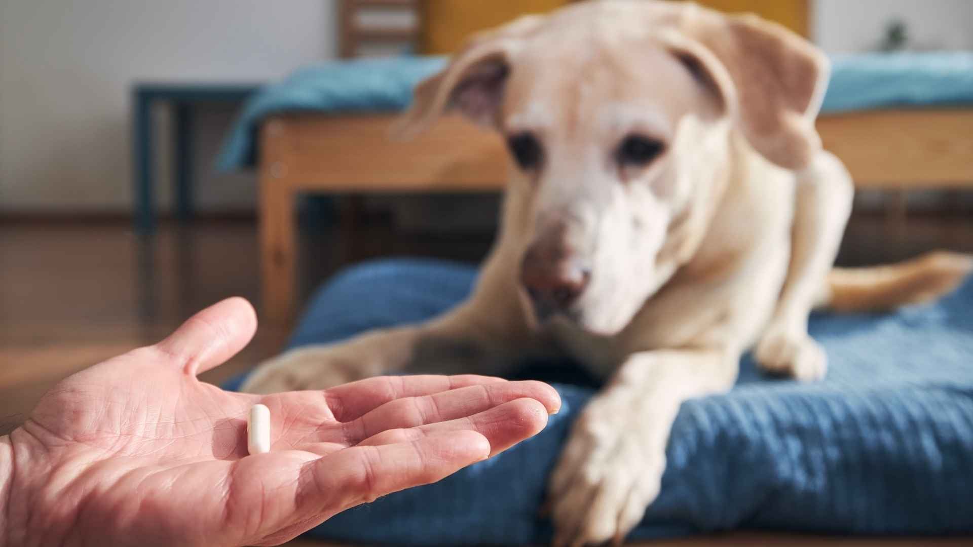 Desparasitacion externa perros